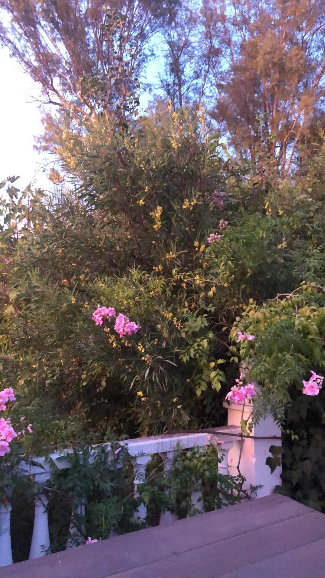 Finca El Rio,, La Casita One Of 2 Self Catering Studios. Pool And Hydrotherapy Jacuzzi Málaga Buitenkant foto